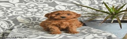 Mini Goldendoodle dogs for sale: Rolo - Ad 3