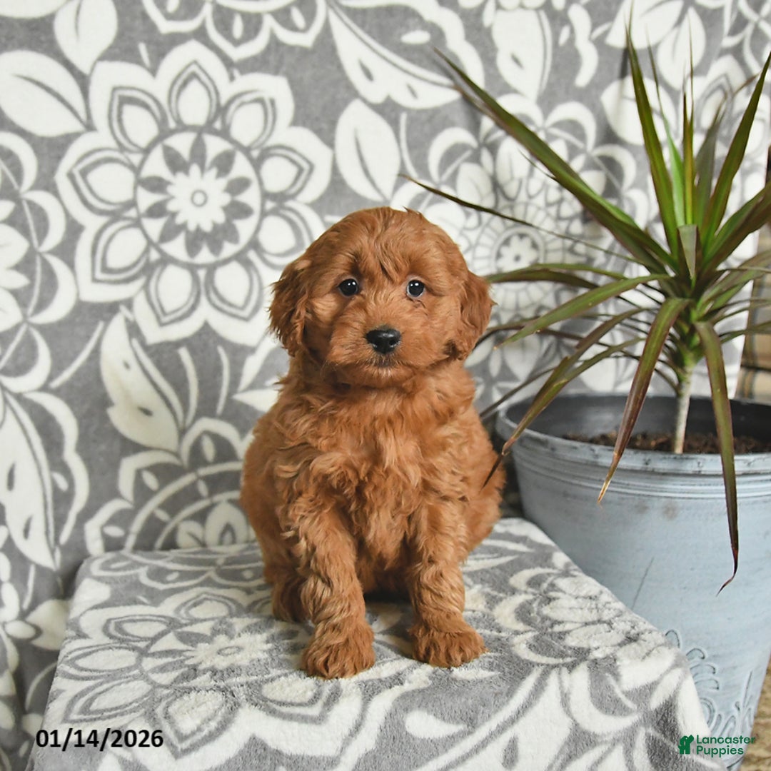 Mini Goldendoodle dogs for sale: Rolo - Ad 3