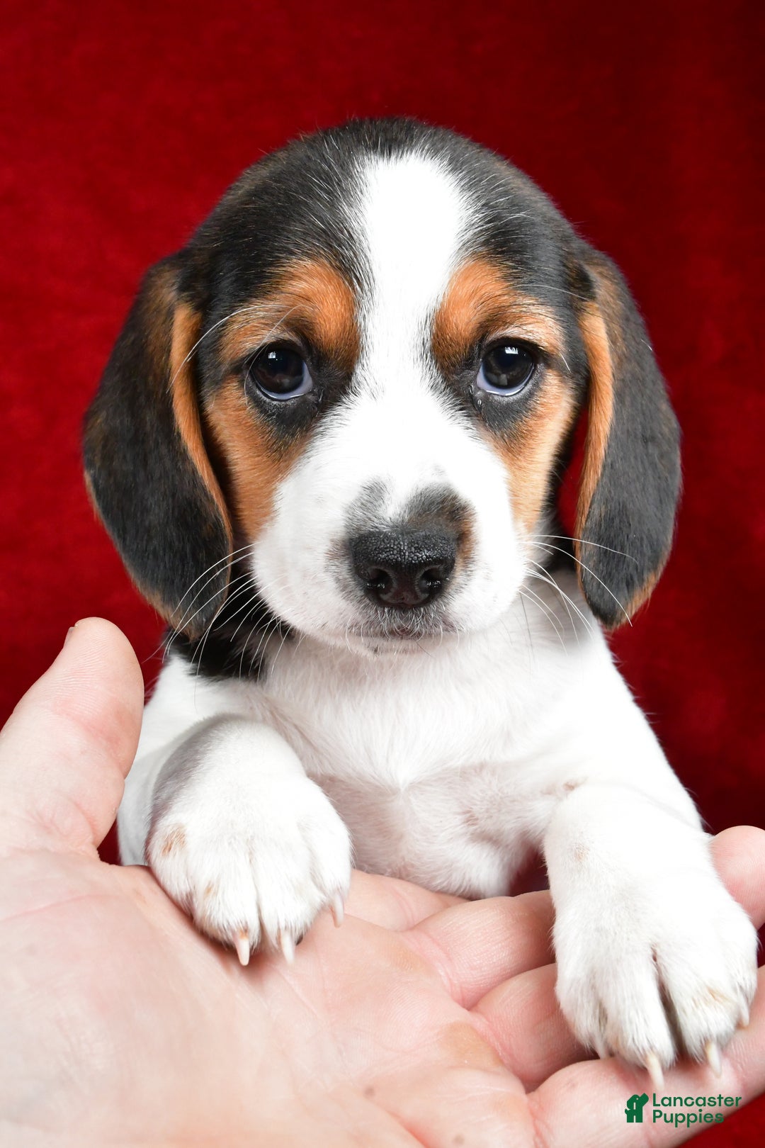 Beagle dogs for sale: Anita - Ad 2
