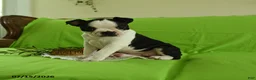 Boston Terrier dogs for sale: Vera - Ad 1