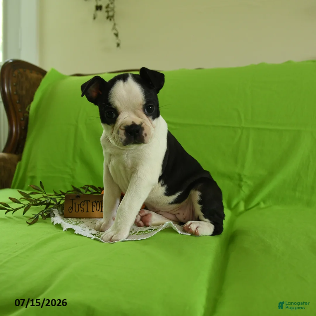 Boston Terrier dogs for sale: Vera - Ad 1