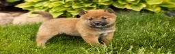 Shiba Inu dogs for sale: Jasper  - Ad 3