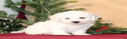 Bichon Frise dogs for sale: Douglas - Ad 1