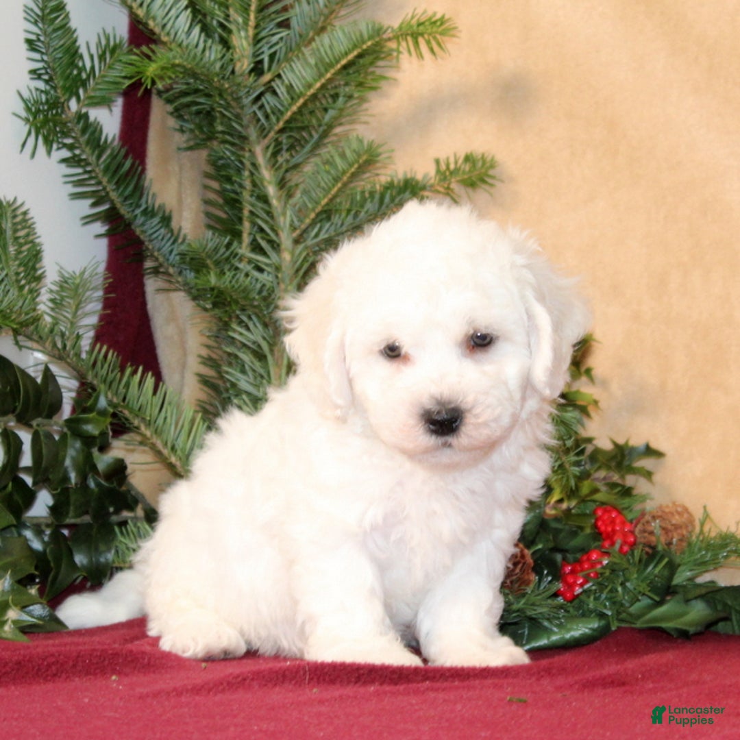 Bichon Frise dogs for sale: Douglas - Ad 1