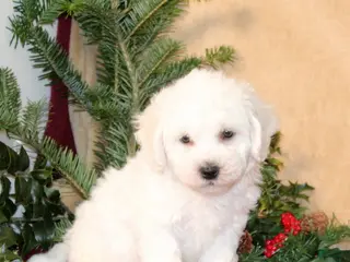 Bichon Frise dogs Douglas - Ad 42