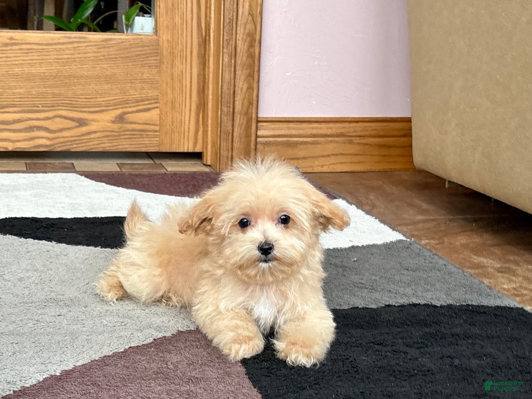 Maltipoo dogs for sale: Maltipoo Male Puppy 1 - Ad 3