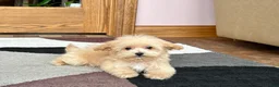 Maltipoo dogs for sale: Maltipoo Male Puppy 1 - Ad 3