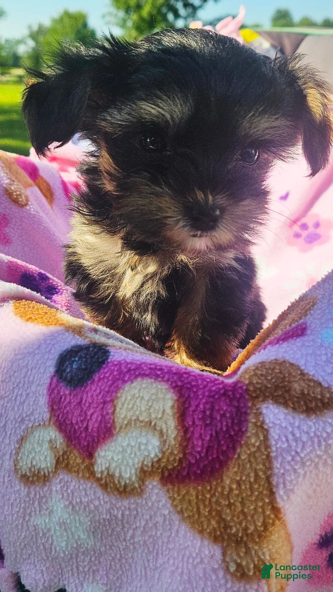 Morkie dogs for sale: Molly  - Ad 7