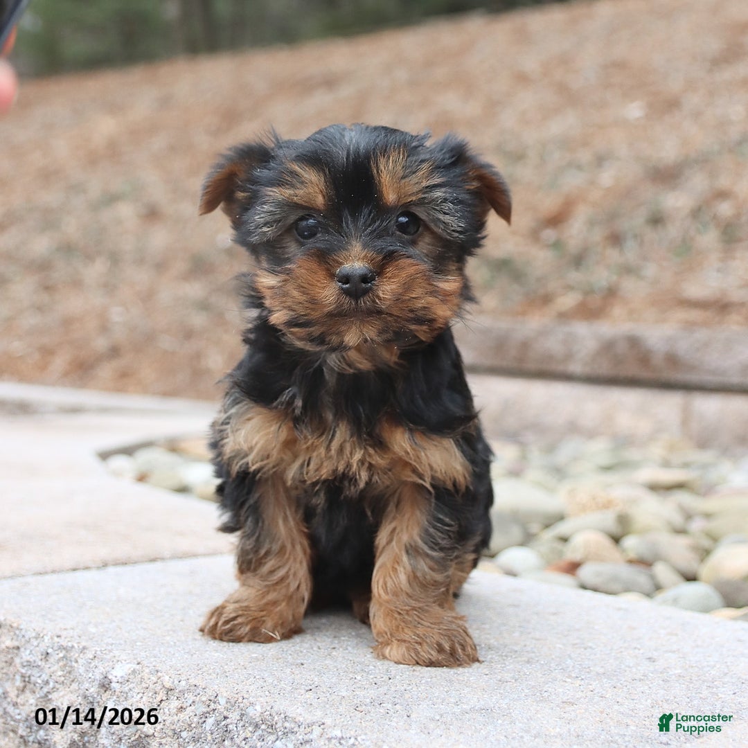 Yorkshire Terrier dogs for sale: Darcy - Ad 3