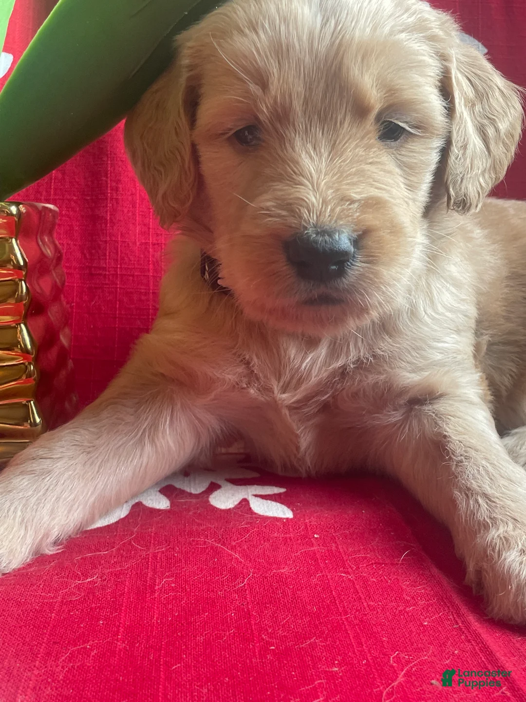 Goldendoodle dogs for sale: Goldendoodle Puppy 1 - Ad 20