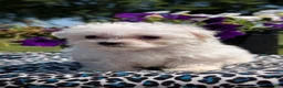 Maltese dogs for sale: Trixie - Ad 7