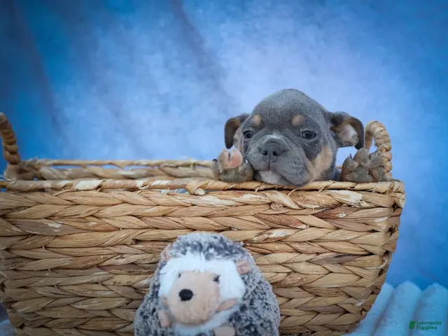 Frenchton dogs for sale: Pippa 🎀 - Ad 2