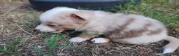 Mixed Breed dogs for sale: Truffles - Ad 2