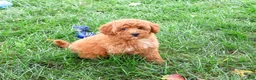 Mini Goldendoodle dogs for sale: Denny - Ad 3