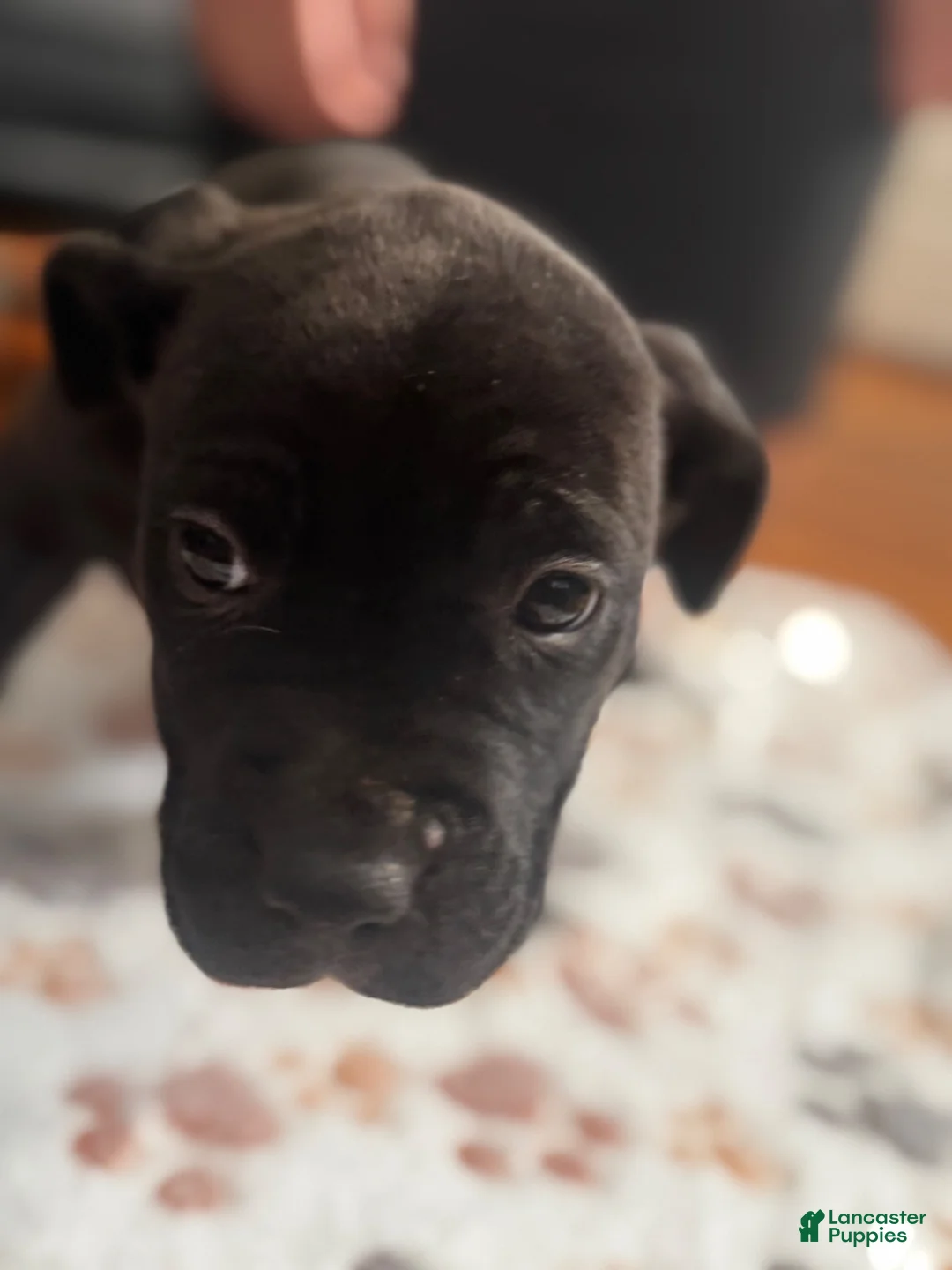 American Pit Bull Terrier dogs for sale: Zoro  - Ad 1
