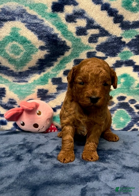 Toy Poodle dogs Pink - Ad 31