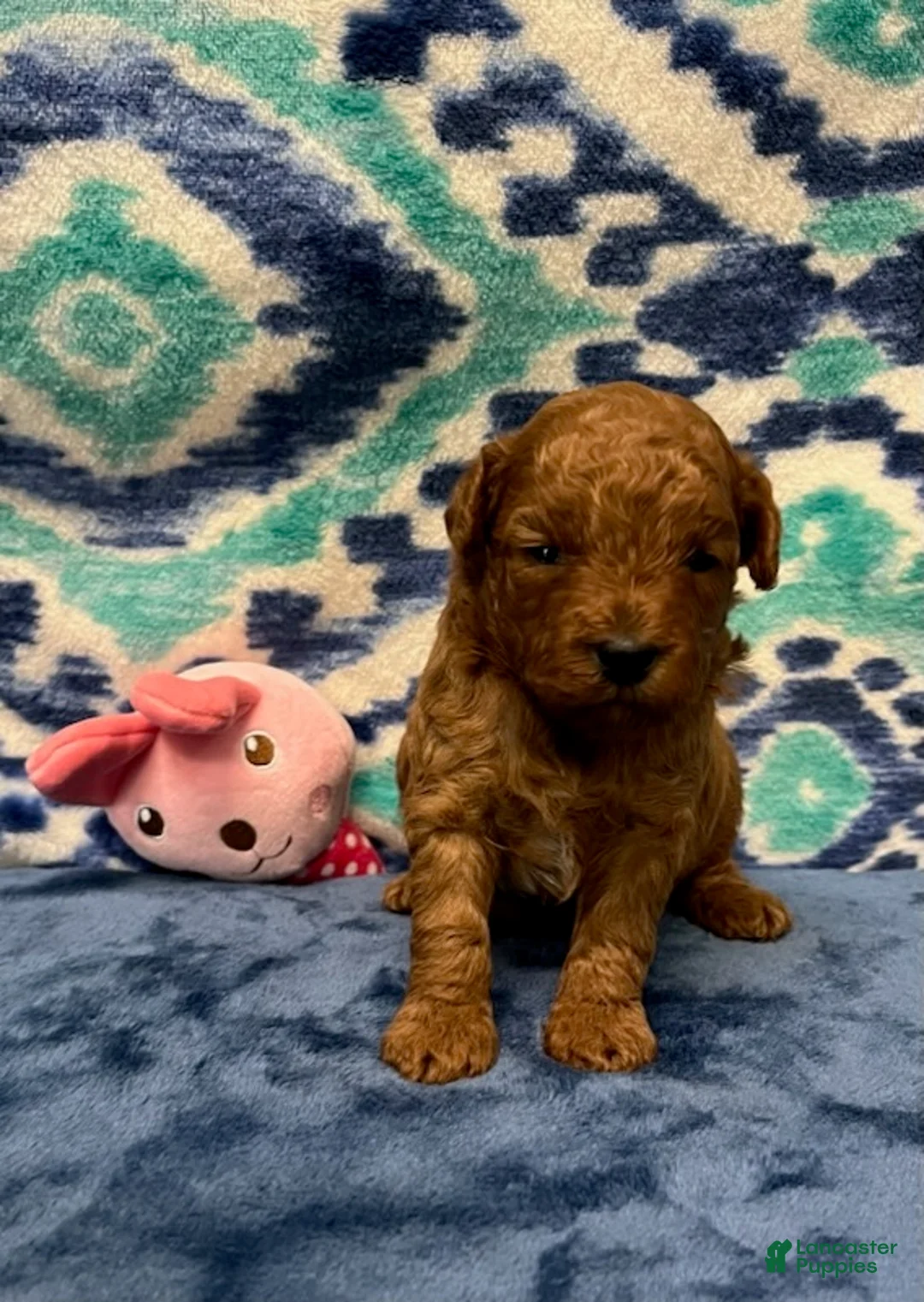 Toy Poodle dogs for sale: Pink - Ad 1