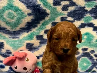 Toy Poodle dogs Pink - Ad 31
