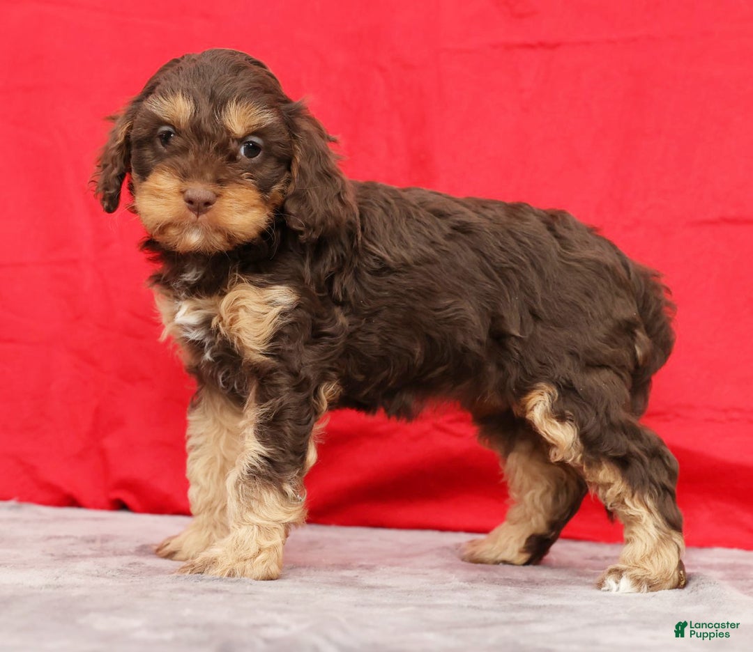 Cavapoo dogs for sale: April - Ad 1