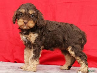 Cavapoo dogs April - Ad 5