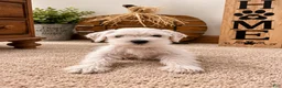 Miniature Schnauzer dogs for sale: Snow - Ad 2