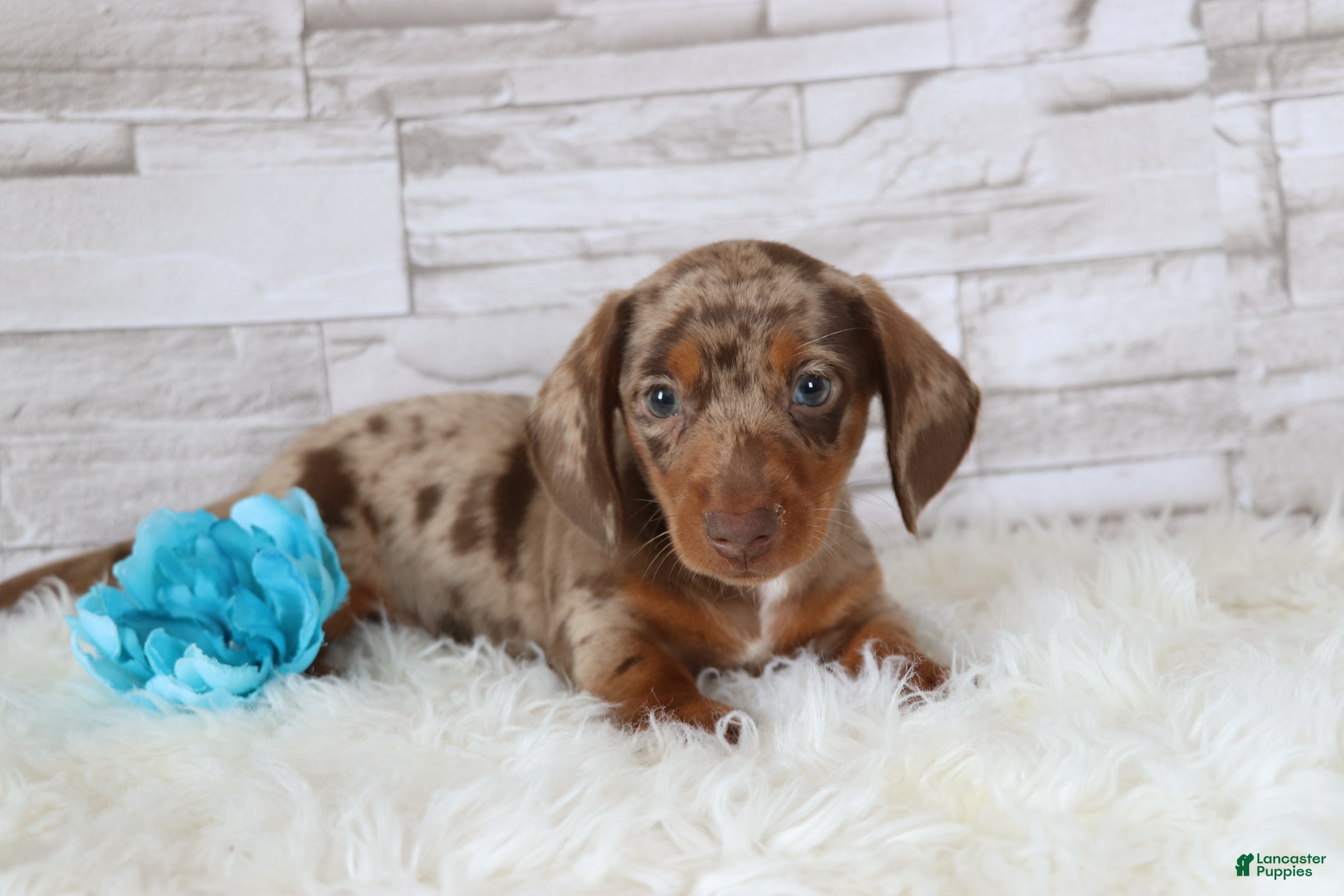 Dachshund dogs Oliver  - Ad 1