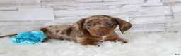 Dachshund dogs for sale: Oliver  - Ad 10