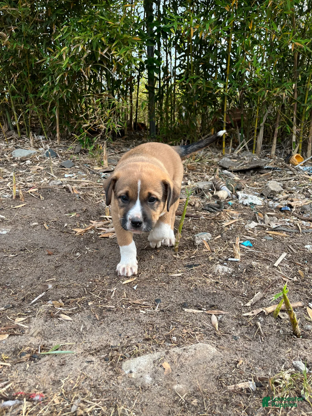 Mixed Breed dogs for sale: Saint - Ad 2