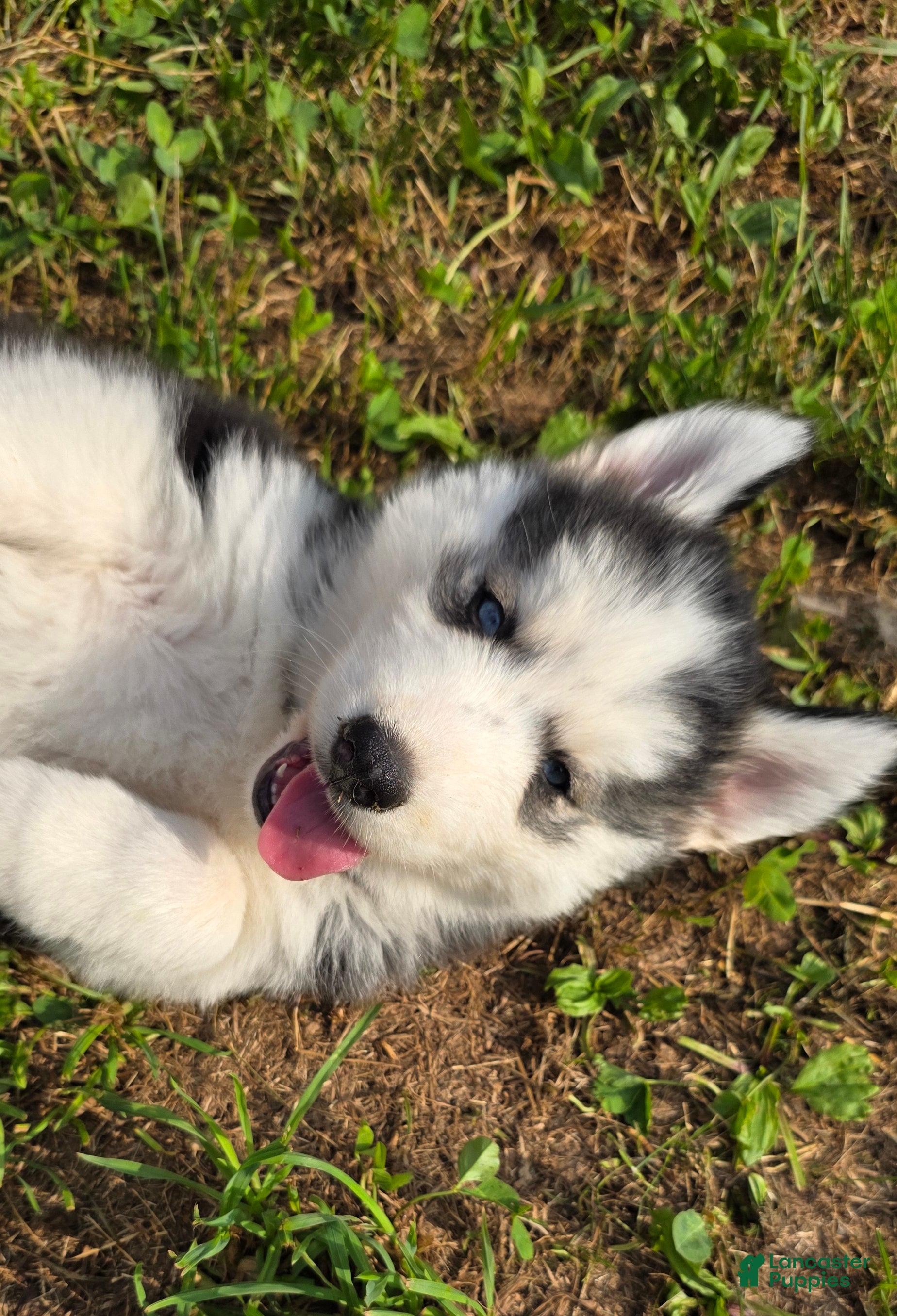 Siberian Husky dogs Peach - Ad 1
