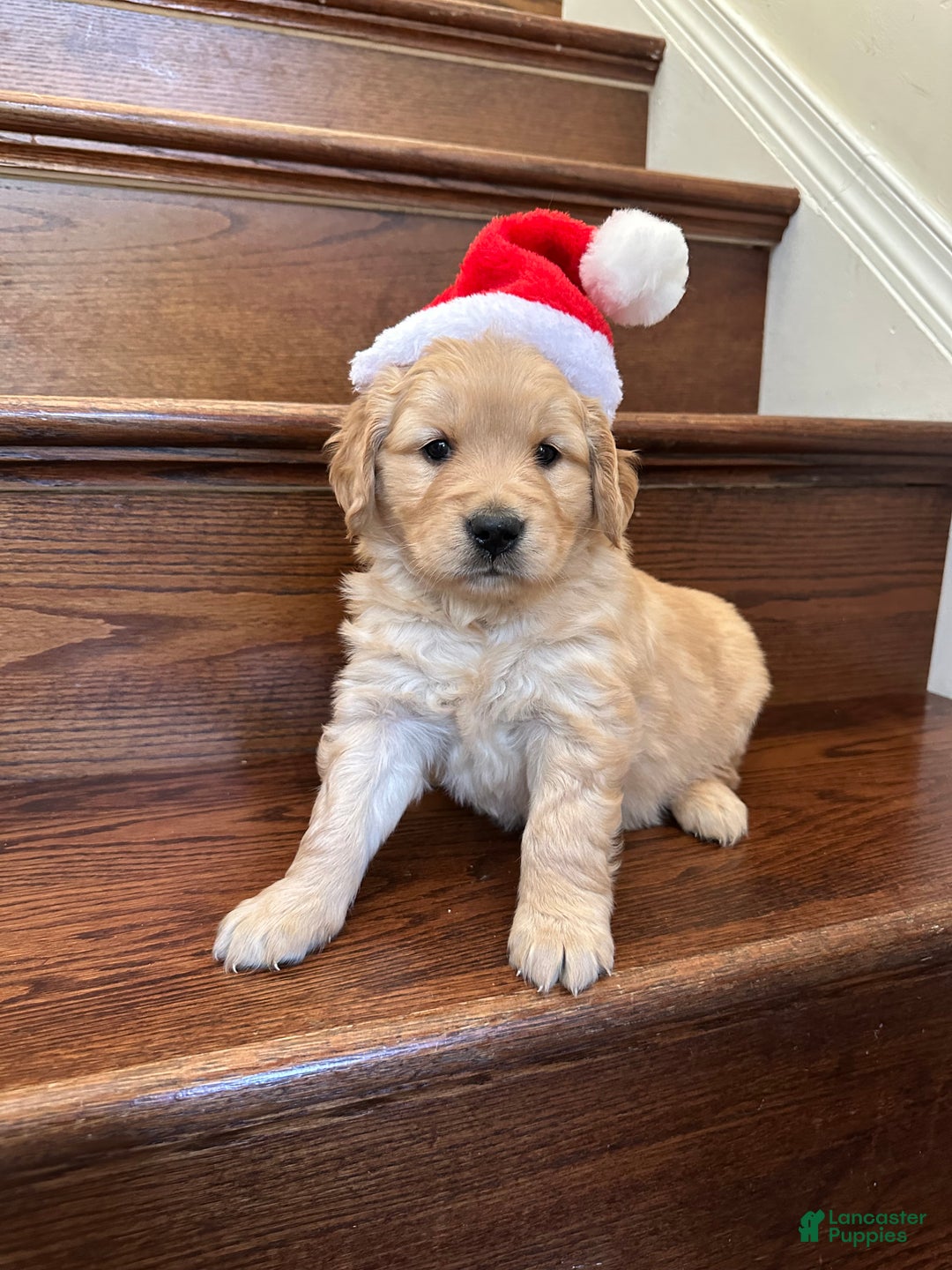 Golden Retriever dogs for sale: Opal - Ad 8