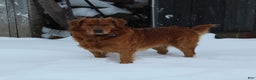 Goldador dogs for sale: Bell  - Ad 6