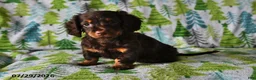 Miniature Dachshund dogs for sale: Charlie - Ad 2