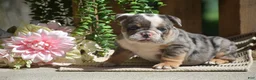 English Bulldog dogs for sale: Macey - Ad 4