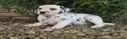 Dalmatian dogs for sale: Stella - Ad 5