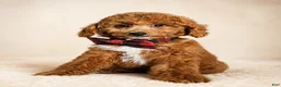 Mini Goldendoodle dogs for sale: Graham – Petite Mini F1BB Goldendoodle – Head StartGoldendoodle • Potty & Crate Trained - Ad 4