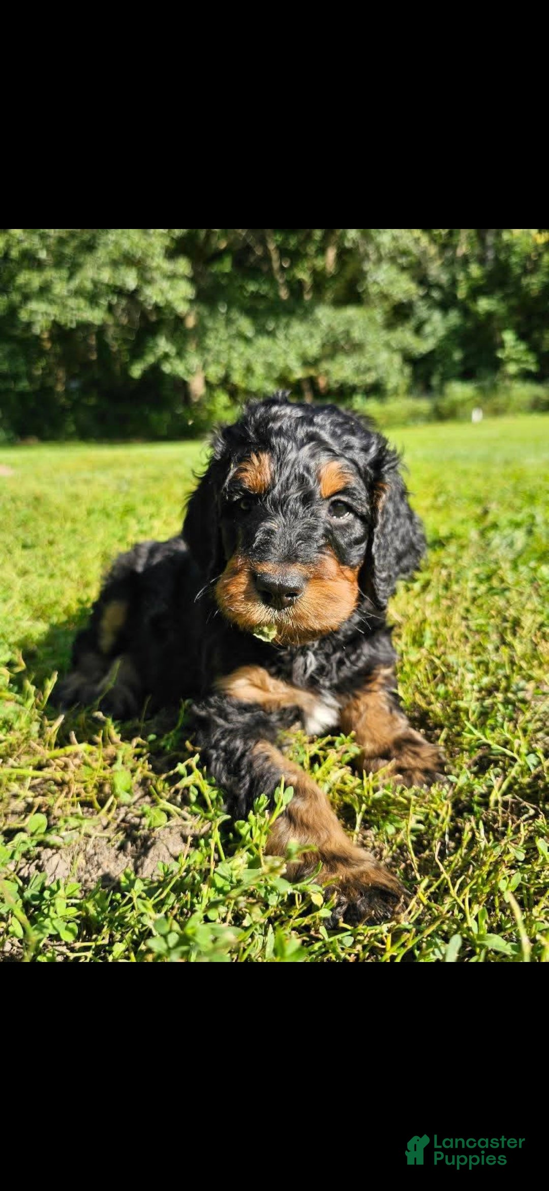 Mixed Breed dogs Mr. Bobinski - Ad 24