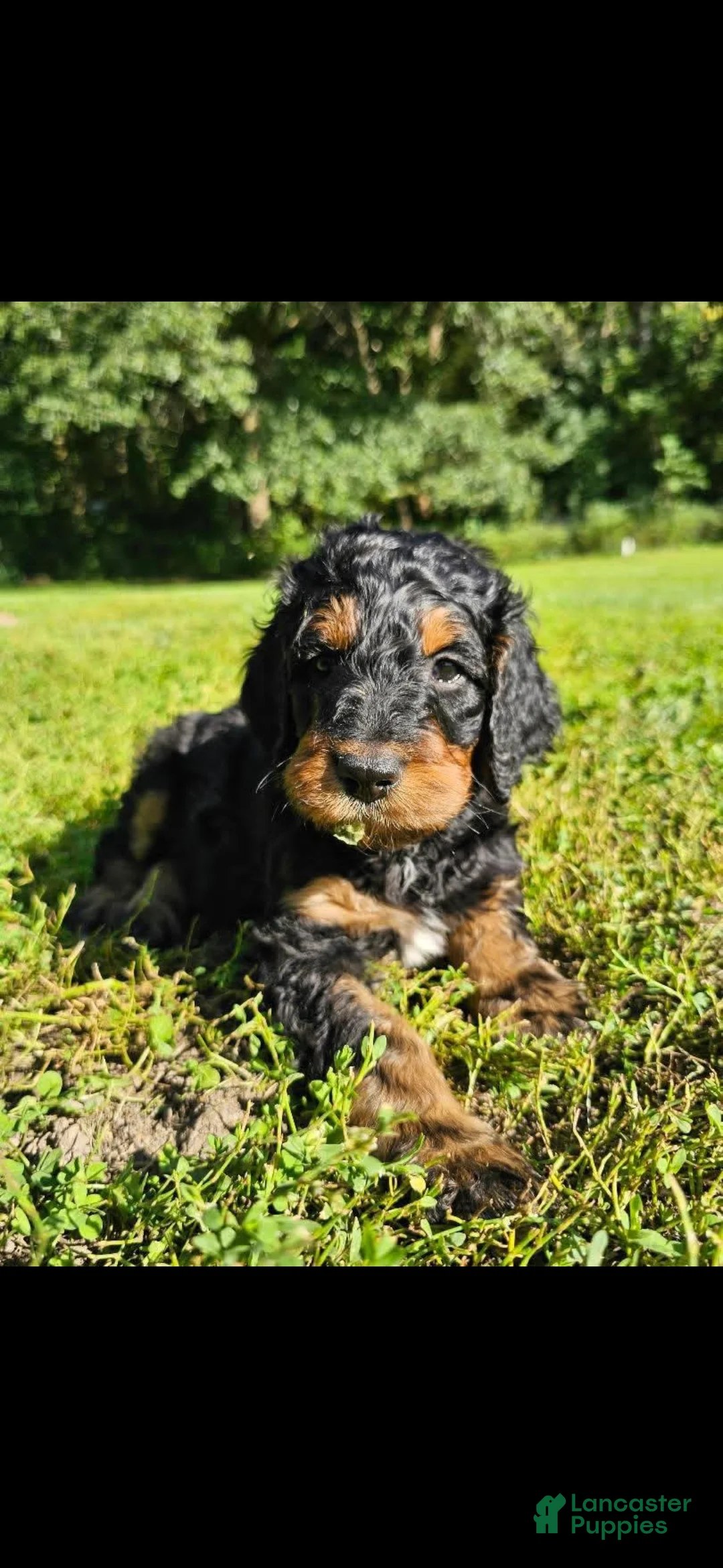 Mixed Breed dogs for sale: Mr. Bobinski - Ad 1