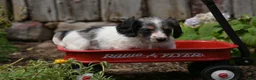 Miniature Dachshund dogs for sale: Stella - Ad 3