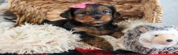 Yorkshire Terrier dogs for sale: CASSIE - Ad 6