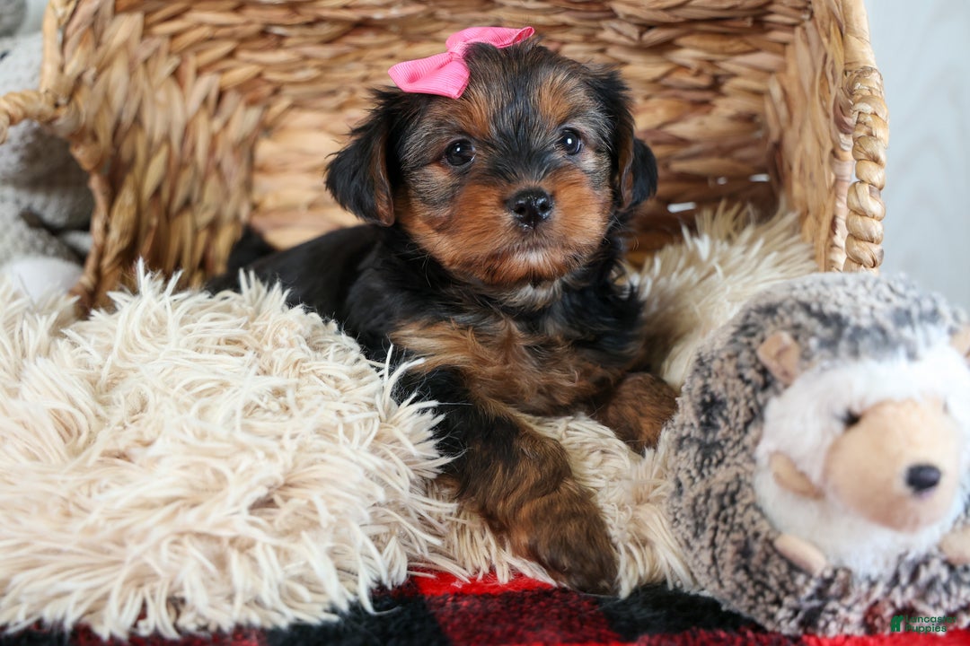Yorkshire Terrier dogs for sale: CASSIE - Ad 6