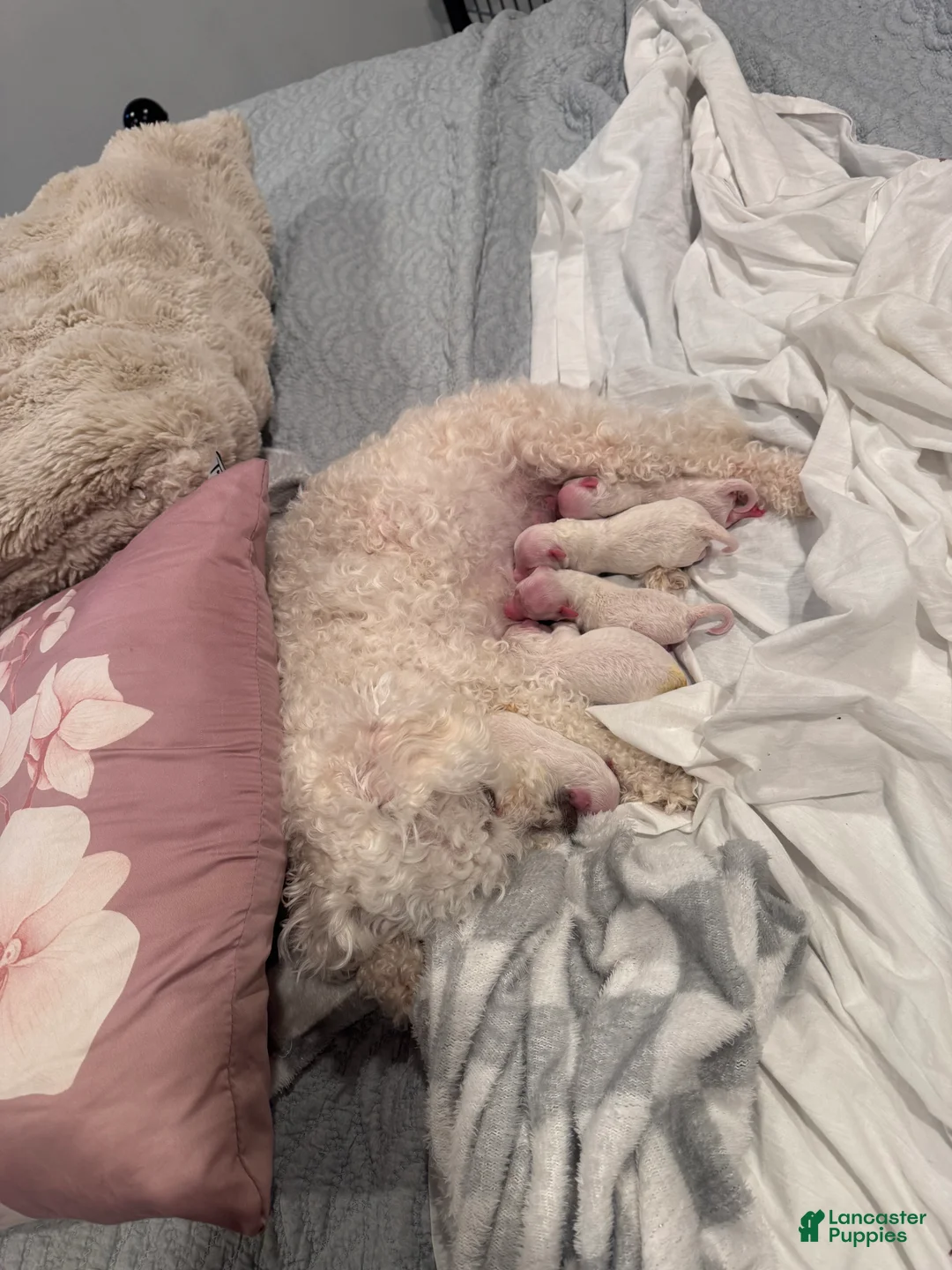 Bichon Frise dogs for sale: Bichon Frise 5 - Ad 1
