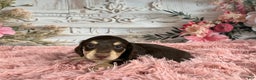 Miniature Dachshund dogs for sale: AKC-Ringo - Ad 3