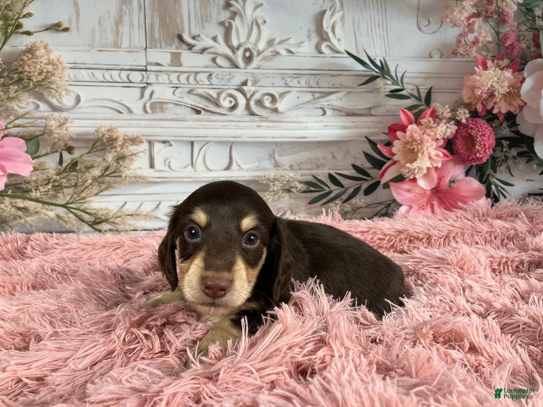 Miniature Dachshund dogs for sale: AKC-Ringo - Ad 3