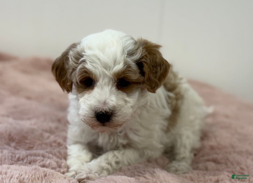 Mini Goldendoodle dogs for sale: Piper - Ad 7