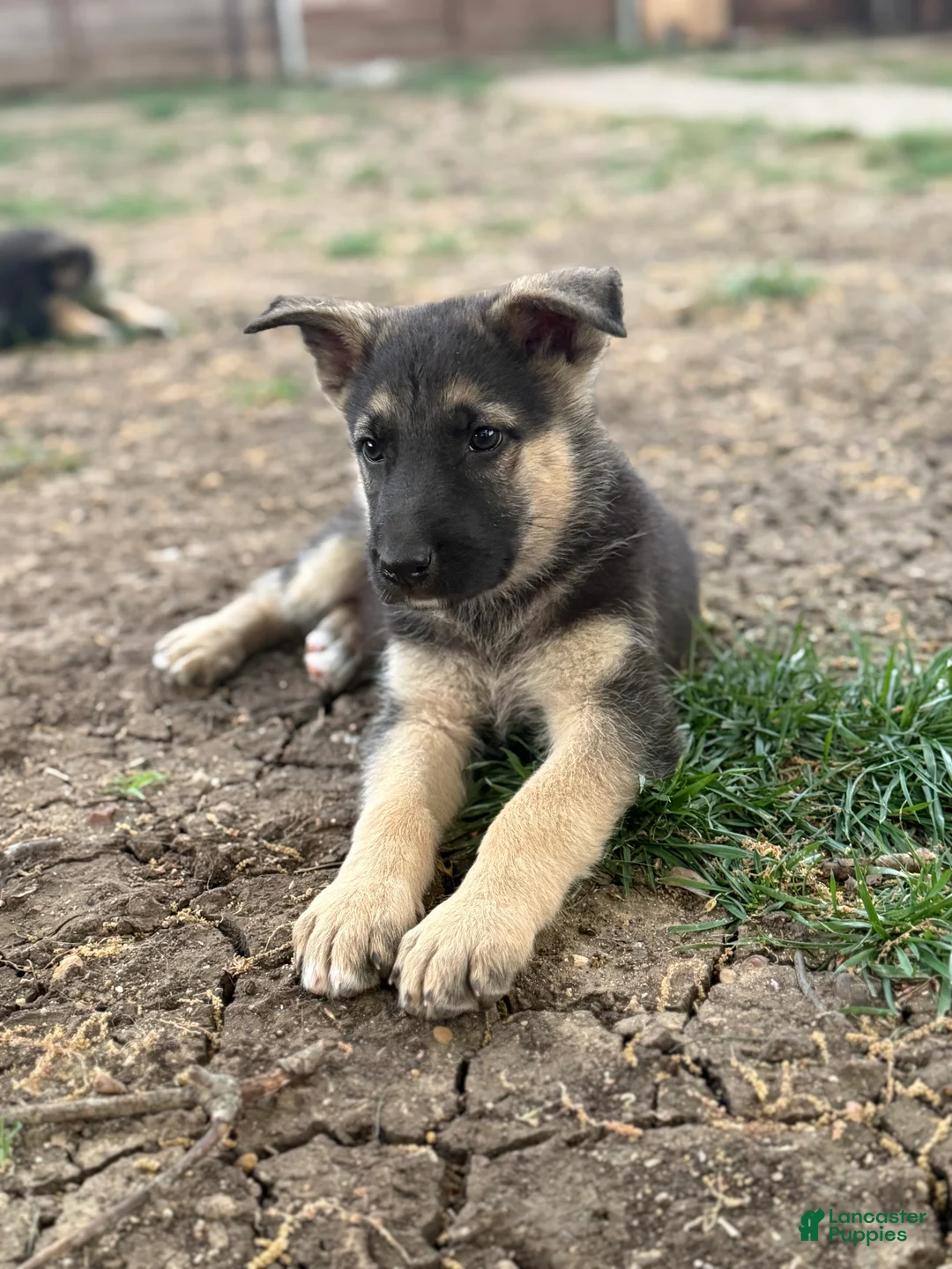 German Shepherd dogs for sale: Red - Ad 2