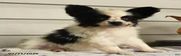 Papillon dogs for sale: Ralph - Ad 4