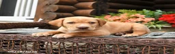 Boxador dogs for sale: Blondie - Ad 2