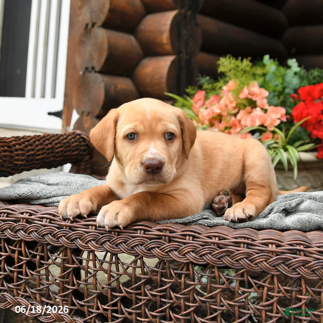 Boxador dogs for sale: Blondie - Ad 2