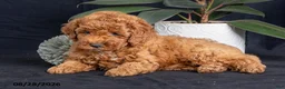 Miniature Poodle dogs for sale: Cashew - Ad 1