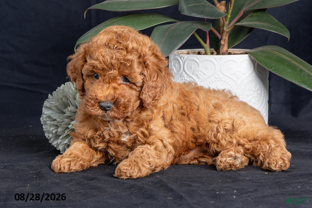 Miniature Poodle dogs for sale: Cashew - Ad 1
